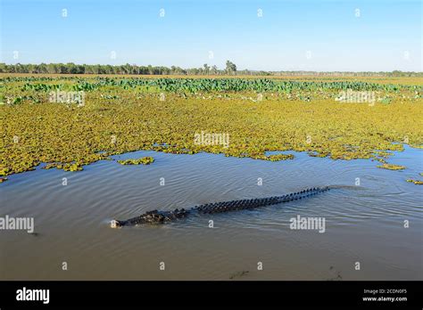 Saltwater Crocodile Crocodylus Porosus Swimming In Wetlands Yellow