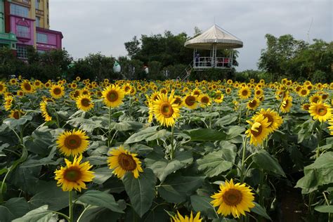 广州 百万葵园 中关村在线摄影论坛