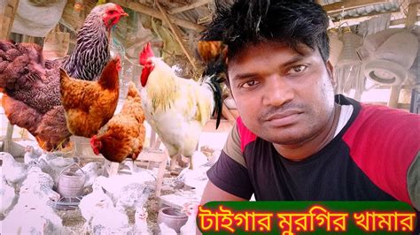 টাইগার মুরগির খামার।। Tiger Murgi Palon Youtube