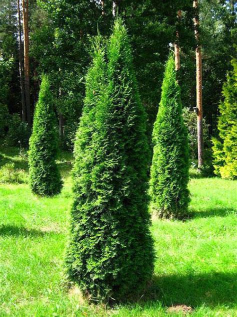 Туя западная Смарагд (Smaragd)