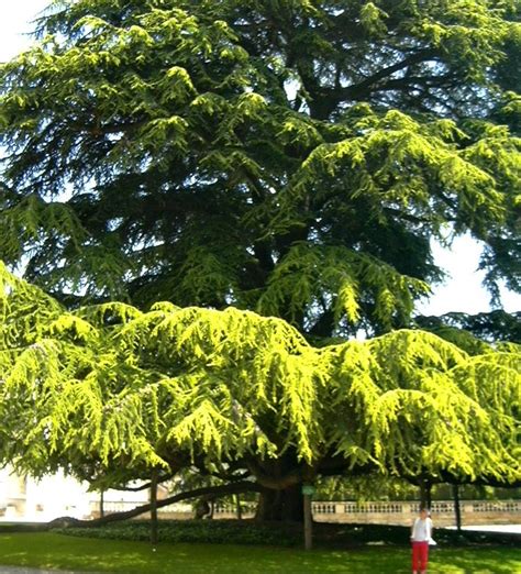 Giant Cypress Tree Tours France Cypress Trees Tours France Tree