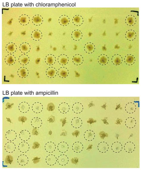 Viruses Free Full Text Rapid Crisprcas9 Mediated Cloning Of Full Length Epstein Barr Virus