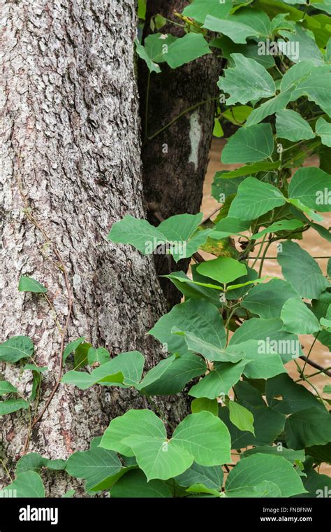 Kudzu Plant Hi Res Stock Photography And Images Alamy