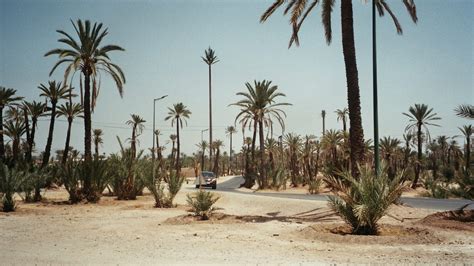 The Beautiful Gardens of Marrakech - Check in morocco