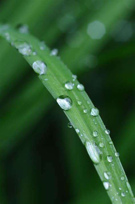 Free Images Nature Grass Rain Leaf Flower Green Flora Dew Drop