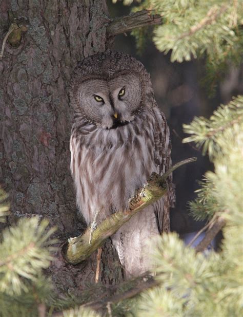 Kostenlose Foto Baum Natur Ast Vogel Suchen Tierwelt Portr T