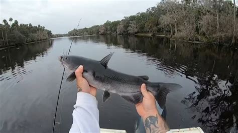 Freshwater fish in florida - virtautomation