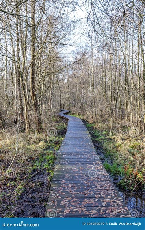 Straight And Winding Wooden Path On Muddy Ground Between Bare Trees