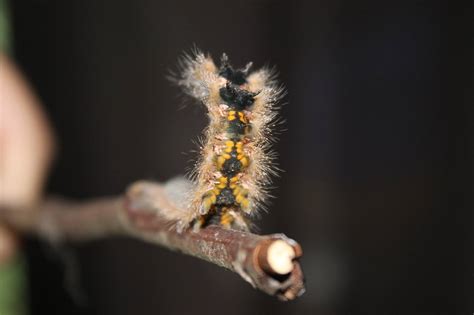 American Lappet Moth, Vancouver Island, BC | Gohiking.ca