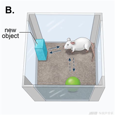 基于自然行为的新物体识别模型为研究啮齿动物记忆提供非侵入性方法 澎湃号湃客 澎湃新闻 The Paper