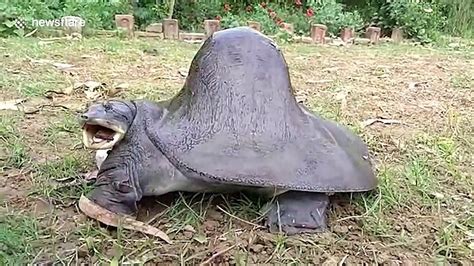 Turtle With Huge Hump Worshipped As Deity In India Video Dailymotion