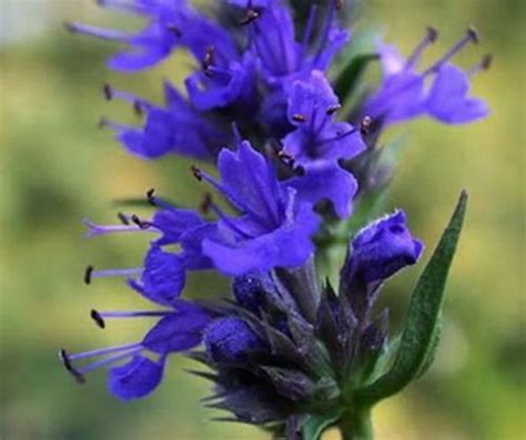 Hyssop Hyssopus Officinalis 2500 Seeds Perennial Herb Etsy