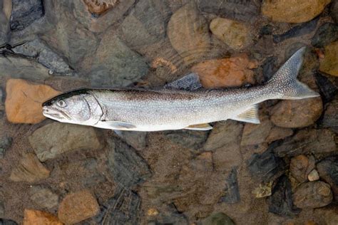 Lake Trout Salvelinus Namaycush Stock Photo Image Of Speckles