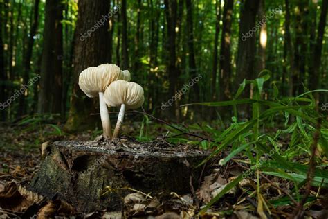 El Cap N Mycena Galericulata Es Un Hongo No Comestible Una Foto