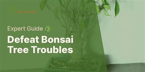 Treating Bonsai Tree Diseases And Pests A Step By Step Guide