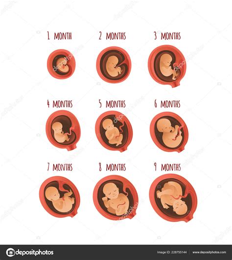 Human Pregnancy Stages Of Development