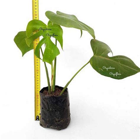 Muda Costela De Adão Monstera Deliciosa Planta Natural Tam P Plantas