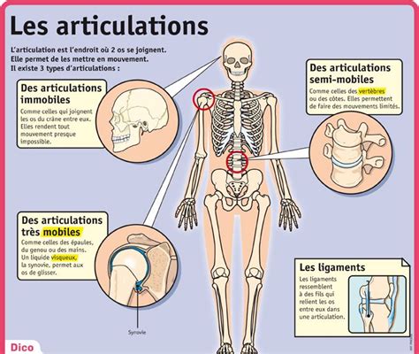 Les Articulations Anatomie Du Corps Humain Anatomie Corps Humain 104640