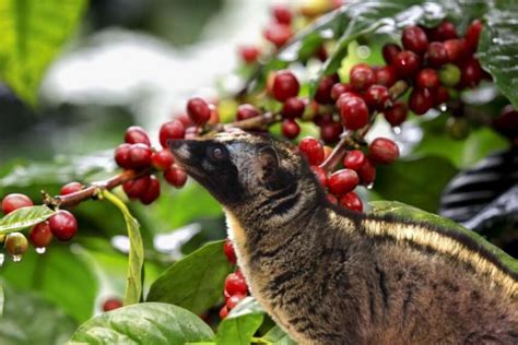 Kopi Luwak Coffee: The Origin, Taste, Cost and Benefits