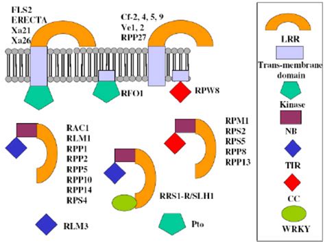 Different Classes Of Known Plant Disease Resistance Proteins Disease Download Scientific