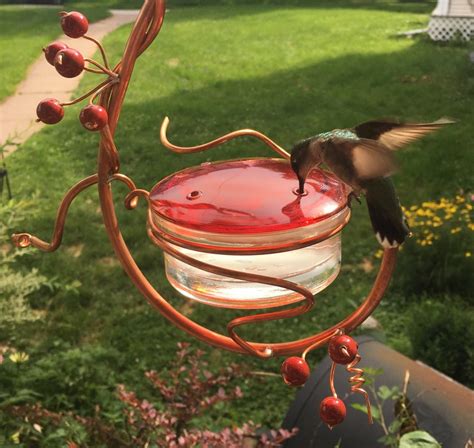 Coppervine Hummingbird Feeder Etsy