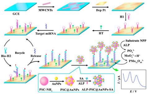 Sensors Free Full Text Advances In Electrochemical Biosensor