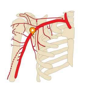 Subscapular branches of axillary artery - e-Anatomy - IMAIOS