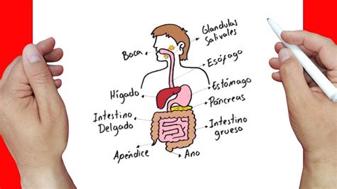 Aprende A Dibujar El Sistema Digestivo Tutorial Paso A Paso