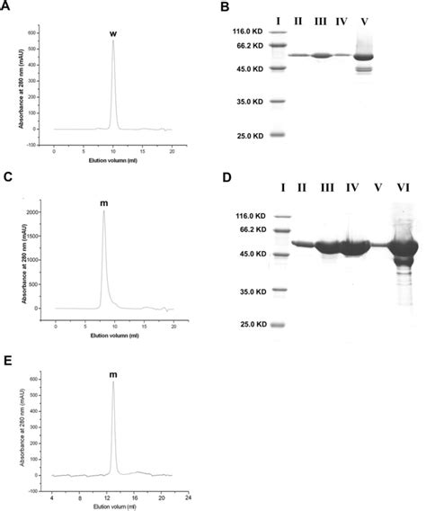 The Elution Profiles From Size Exclusion Chromatography And Sds Page