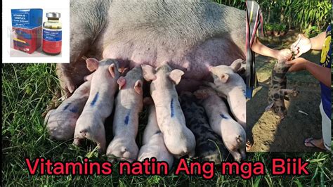 Pig Farming Vitamins Para Sa Days Old Na Mga Biik Youtube