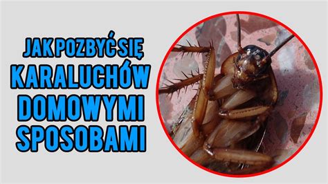 Jak pozbyć się KARALUCHÓW domowymi sposobami DDDClean pl YouTube