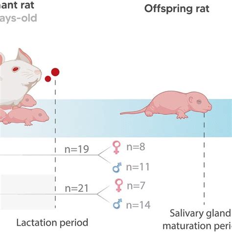 Sample Description And Experimental Stages Pregnant Rats Exposure To