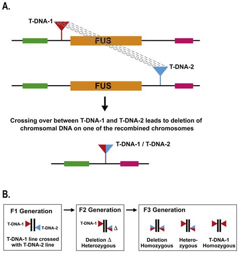 Recombination Between T DNA Insertions To Cause Chromosomal Deletions