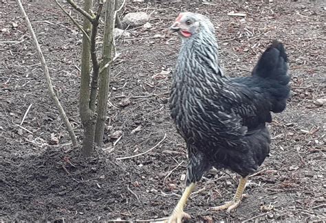 Zwerg Wyandotten Rassehühner Hühner kaufen Geflügelhof Landleben bio