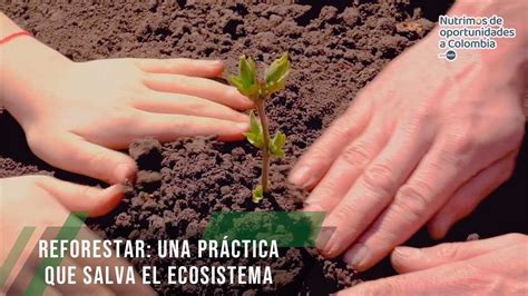 Reforestar Una Práctica Que Salva El Ecosistema Tvagro Por Juan Gonzalo Angel Restrepo Youtube