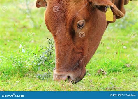 Brown Zebu Grazing Stock Image Image Of Bovine Countryside 46518587