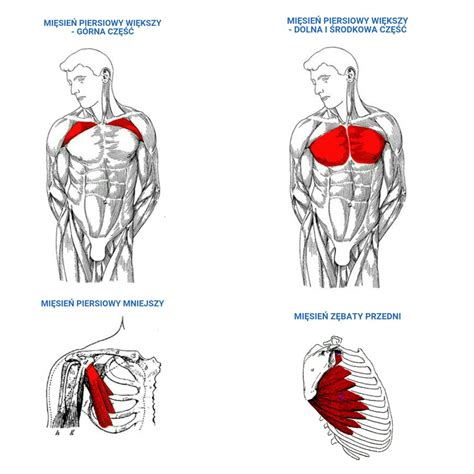 Mkfit Klatka Piersiowa Mity Fakty Oraz Wiczenia Dla Pa I Pan W