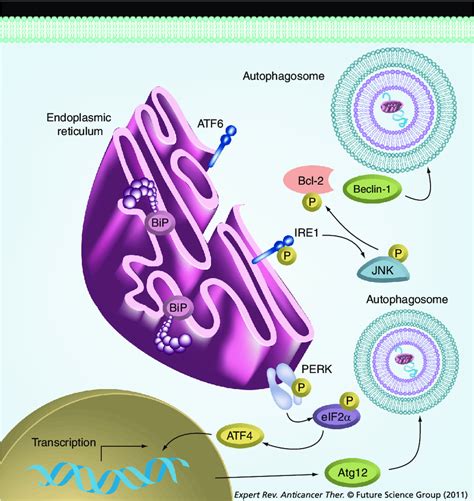 Effect Of The Unfolded Protein Response On Autophagy The Unfolded