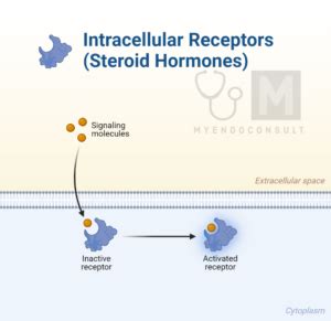 Types of Hormone Receptors – My Endo Consult