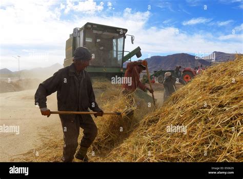 Xigaze China S Tibet Autonomous Region 18th Oct 2014 Farmers Thresh