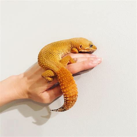 Leopard Gecko Mouth Rot Signs Causes Treatment Prevention Artofit
