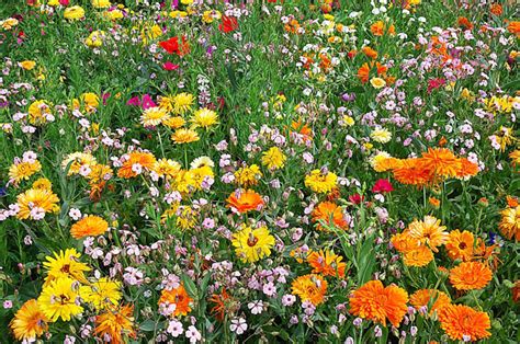 R Ussir Le Semis Des Fleurs Annuelles Les Bons Gestes