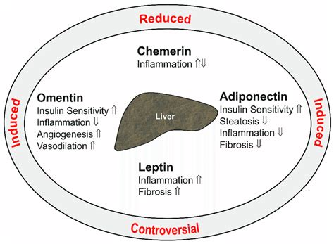 Summary Of The Hepatic Effects Of The Adipokines Adiponectin Leptin