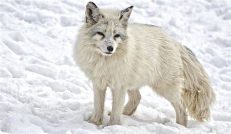 20 Most Common Foxes Species