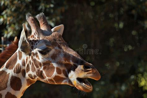 Giraffe teeth stock image. Image of nature, african, horn - 16243603