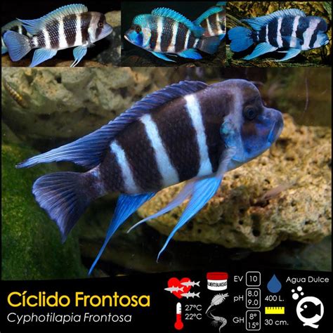 Cíclido Frontosa De venta en Aquatic Shop Acuario Ciclidos