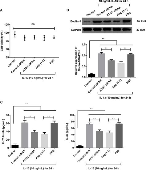 Ang 17 Treatment Suppressed The Expression Of Beclin 1 Protein And