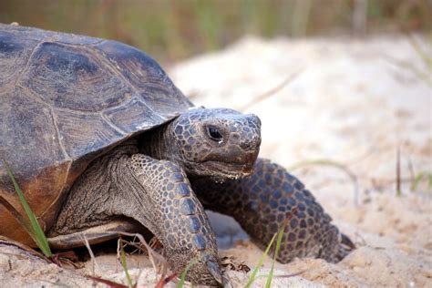 The Gopher Tortoise - defendersblog