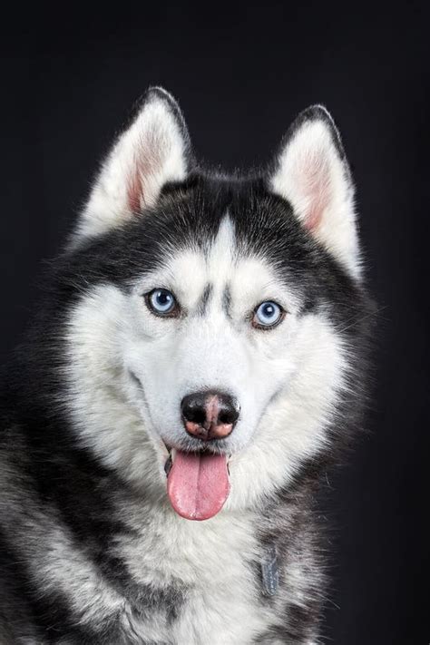Cerrar La Cabeza De Huskys Siberianos Con Los Ojos Azules En Una Vista