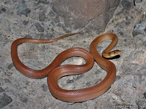 Baja California Rat Snake Bogertophis Rosaliae